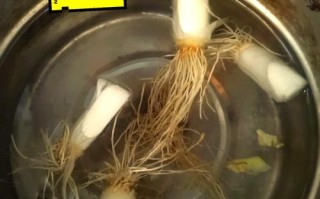 新生儿能喝葱头水吗？科学依据与潜在风险是什么？