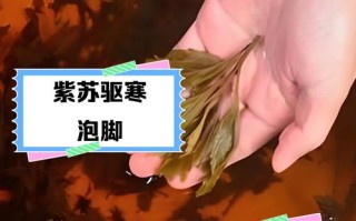 儿童能用紫苏叶泡脚吗？适用年龄与注意事项有哪些？