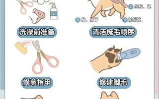 泰迪怀孕期能洗澡吗？