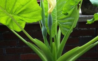 新生儿种花后脓包破了咋处理？