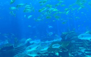 孕期去海里游泳安全吗？需注意哪些风险与防护措施？