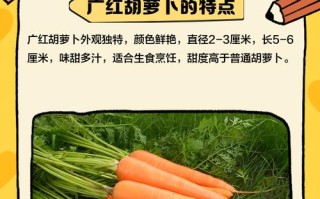 早孕期吃红萝卜对胎儿发育有好处吗？会不会有什么注意事项？