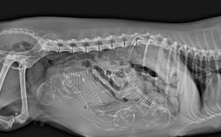 金毛怀孕期间能洗澡吗
