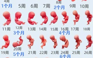新生儿大肚子多久能恢复正常大小？需要家长注意哪些异常情况？