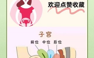 怀孕期间子宫位置如何变化，对孕妇身体有哪些具体影响？