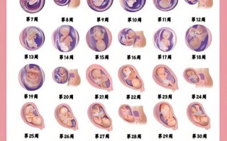 孕期最关键的几周具体指哪几周，不同阶段需重点注意哪些事项？