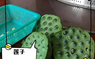 孕期吃新鲜莲子有讲究？这些注意事项孕妈必看！