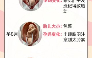 孕期10个月胎儿大小变化规律是怎样的？不同阶段增长标准是什么？