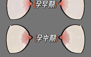 孕期和哺乳期乳房都会变大，哪个阶段增长更明显？原因是什么？