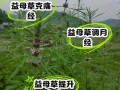 孕期喝益母草对胎儿有影响吗？