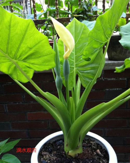 新生儿种花后脓包破了咋处理?-第1张图片-中州医学会 新生儿种花后脓包破了咋处理?-第1张图片-中州医学会