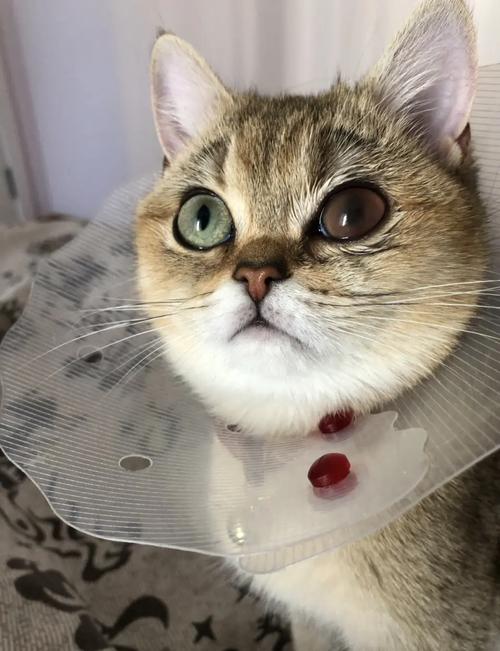 儿童能用玻璃酸钠滴眼液吗?-第1张图片-中州医学会 儿童能用玻璃酸钠滴眼液吗?-第1张图片-中州医学会