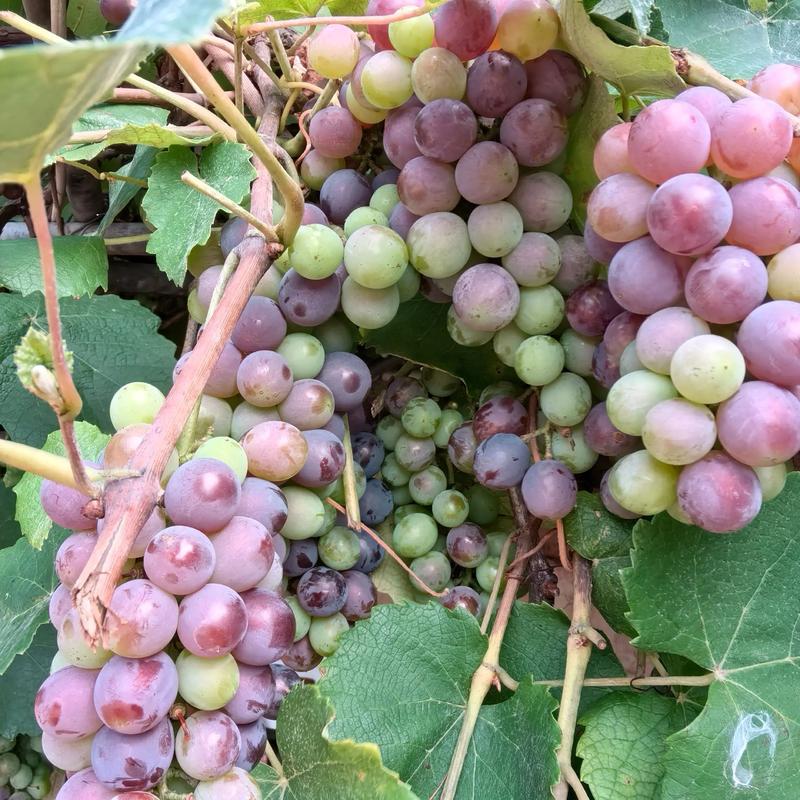 孕期吃什么真能让宝宝眼睛大吗？-第3张图片-中州医学会