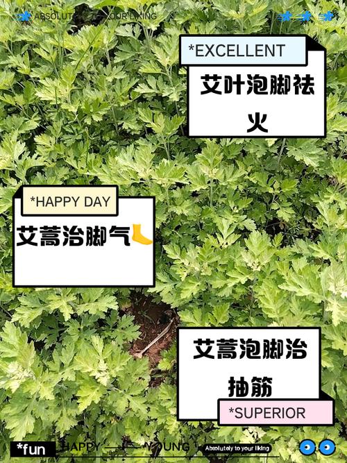 备孕期能用艾草泡脚吗?-第3张图片-中州医学会 备孕期能用艾草泡脚吗?-第3张图片-中州医学会