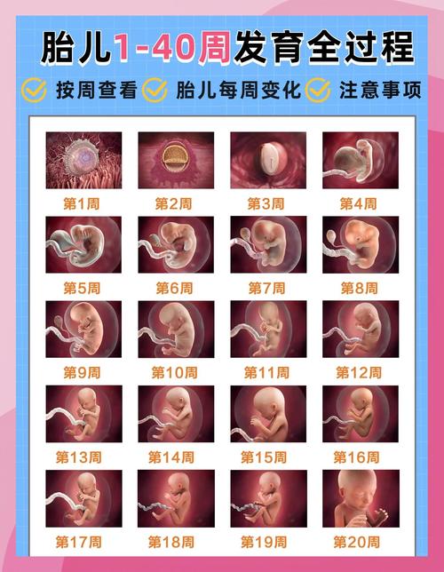 孕期33周胎儿发育情况如何？-第2张图片-中州医学会