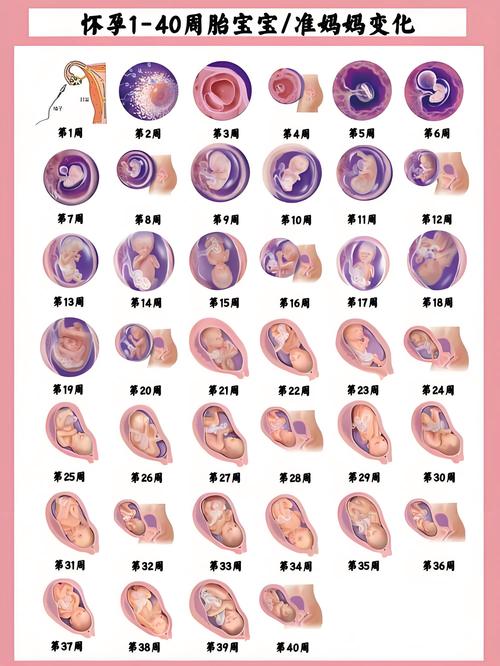 孕期25周胎儿发育如何?关键变化有哪些?-第1张图片-中州医学会 孕期25周胎儿发育如何?关键变化有哪些?-第1张图片-中州医学会