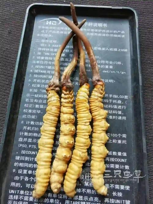 6岁儿童可以吃冬虫夏草-第1张图片-郑州医学网