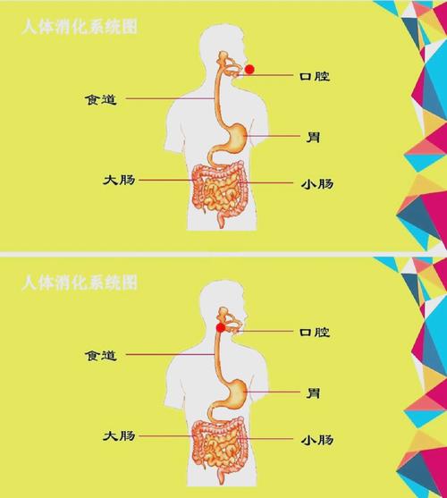 学前儿童消化系统有哪些独特特点？为何这些特点会影响他们的饮食健康？-第2张图片-郑州医学网