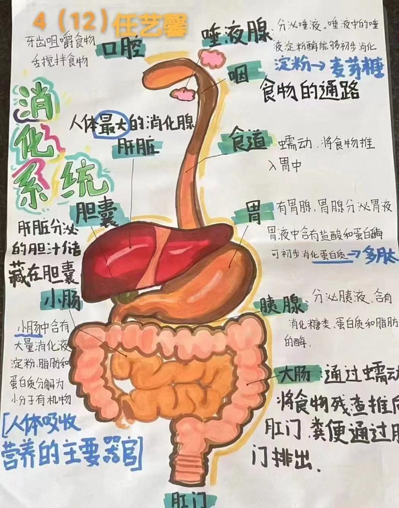 学前儿童消化系统有哪些独特特点？为何这些特点会影响他们的饮食健康？-第1张图片-郑州医学网