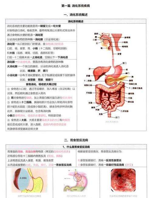 学前儿童消化系统有哪些独特特点？为何这些特点会影响他们的饮食健康？-第3张图片-郑州医学网