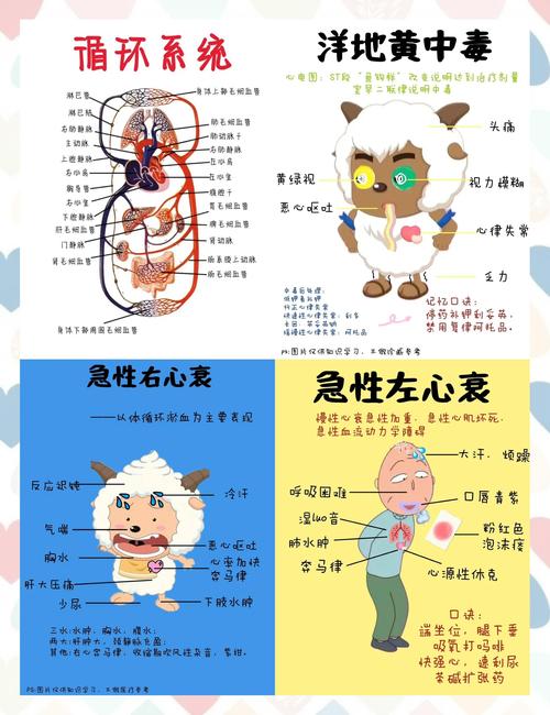 学前儿童循环系统有哪些独特生理特点？生长发育中需注意哪些关键问题？-第2张图片-郑州医学网