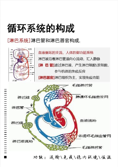 学前儿童循环系统有哪些独特生理特点？生长发育中需注意哪些关键问题？-第3张图片-郑州医学网