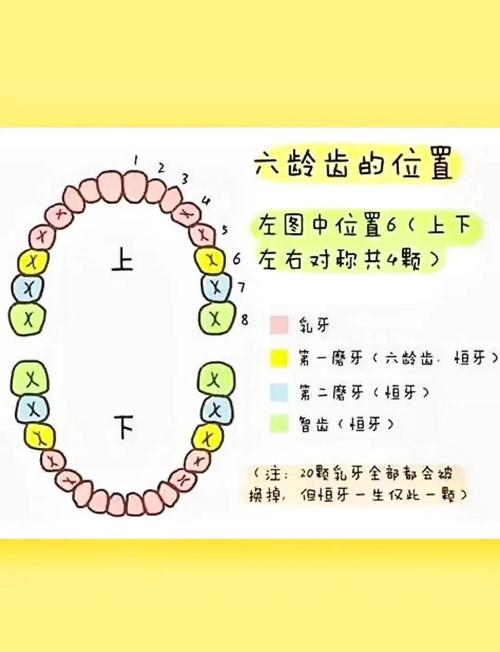12岁儿童究竟有多少颗牙齿?恒牙和乳牙替换的关键期是什么时候?-第1张图片-郑州医学网 12岁儿童究竟有多少颗牙齿?恒牙和乳牙替换的关键期是什么时候?-第1张图片-郑州医学网