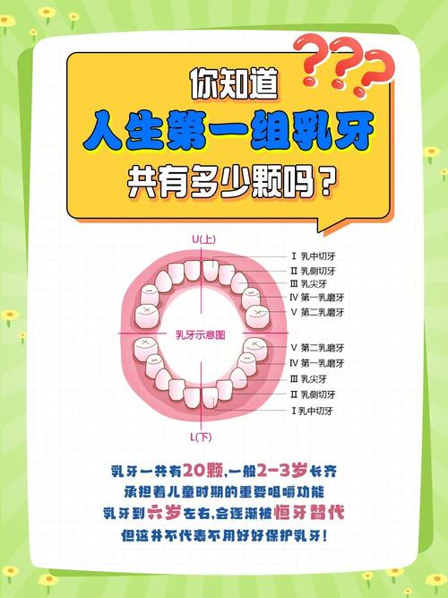 12岁儿童究竟有多少颗牙齿?恒牙和乳牙替换的关键期是什么时候?-第2张图片-郑州医学网 12岁儿童究竟有多少颗牙齿?恒牙和乳牙替换的关键期是什么时候?-第2张图片-郑州医学网
