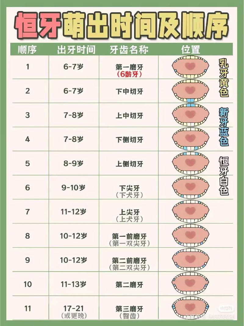 12岁儿童究竟有多少颗牙齿?恒牙和乳牙替换的关键期是什么时候?-第3张图片-郑州医学网 12岁儿童究竟有多少颗牙齿?恒牙和乳牙替换的关键期是什么时候?-第3张图片-郑州医学网