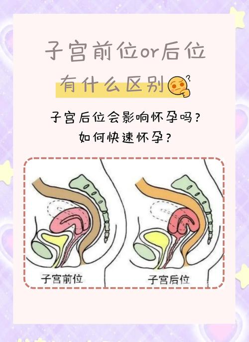 怀孕期间子宫位置如何变化，对孕妇身体有哪些具体影响？-第3张图片-郑州医学网