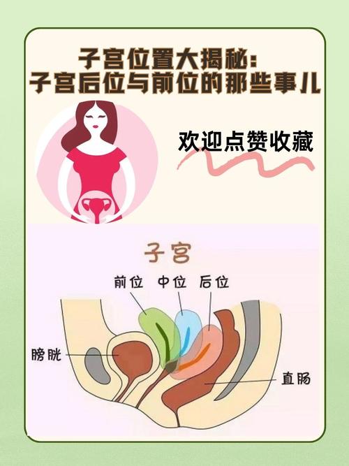 怀孕期间子宫位置如何变化，对孕妇身体有哪些具体影响？-第1张图片-郑州医学网