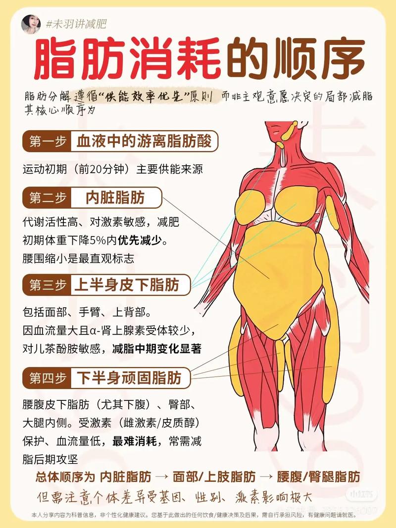 孕期肚子脂肪厚会影响胎儿发育吗?该如何科学减脂?-第3张图片-郑州医学网 孕期肚子脂肪厚会影响胎儿发育吗?该如何科学减脂?-第3张图片-郑州医学网