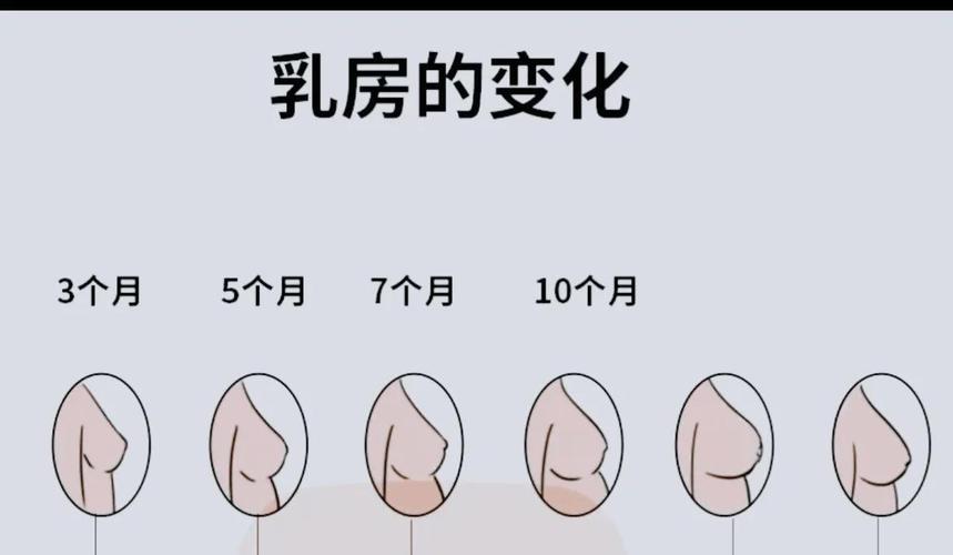 怀孕期间乳房没有变大,是异常情况还是个体差异?会影响后续哺乳吗?-第3张图片-郑州医学网 怀孕期间乳房没有变大,是异常情况还是个体差异?会影响后续哺乳吗?-第3张图片-郑州医学网