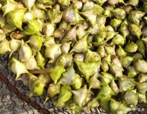 孕期血糖高到底能不能吃菱角？吃了会升高血糖吗？-第3张图片-郑州医学网