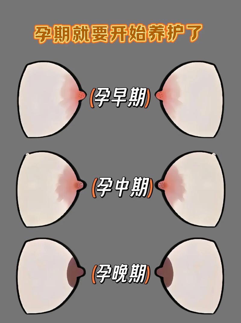 孕期和哺乳期乳房都会变大,哪个阶段增长更明显?原因是什么?-第1张图片-郑州医学网 孕期和哺乳期乳房都会变大,哪个阶段增长更明显?原因是什么?-第1张图片-郑州医学网