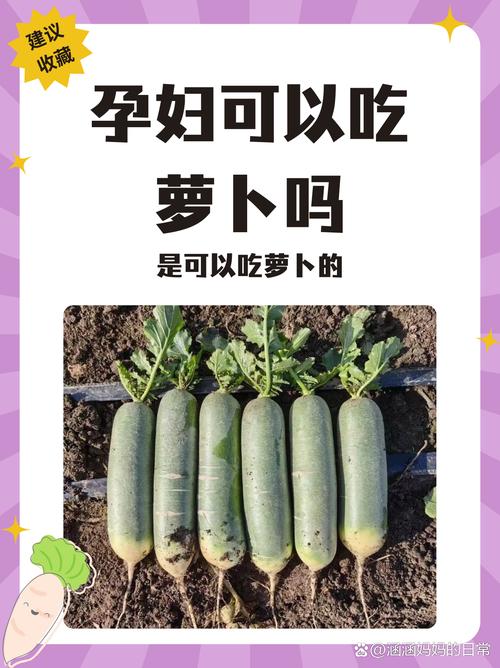 备孕期吃水萝卜会影响营养吸收或胎儿发育吗？-第1张图片-郑州医学网