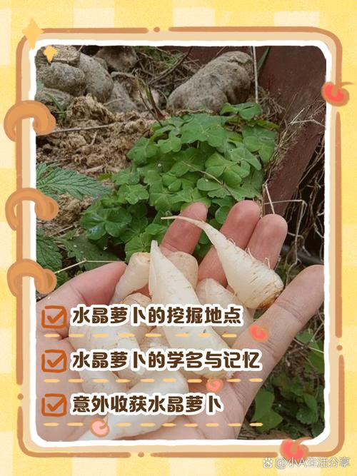 备孕期吃水萝卜会影响营养吸收或胎儿发育吗？-第2张图片-郑州医学网