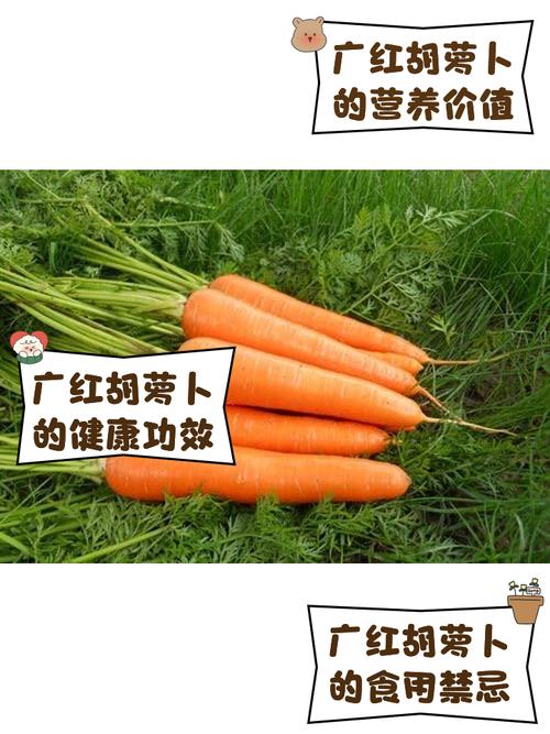 早孕期吃红萝卜对胎儿发育有好处吗？会不会有什么注意事项？-第2张图片-郑州医学网