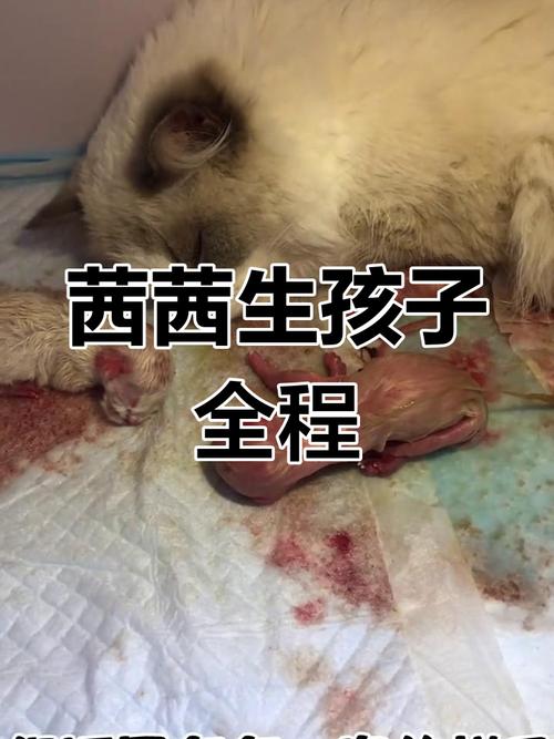 儿童生宝宝视频合集为何存在?其内容是否违背儿童保护与伦理规范?-第1张图片-郑州医学网 儿童生宝宝视频合集为何存在?其内容是否违背儿童保护与伦理规范?-第1张图片-郑州医学网