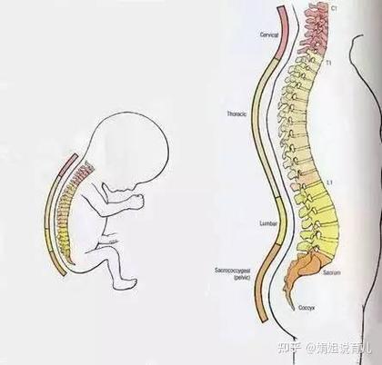 新生儿为什么不能枕枕头？枕头使用不当会影响其脊柱发育吗？-第1张图片-郑州医学网