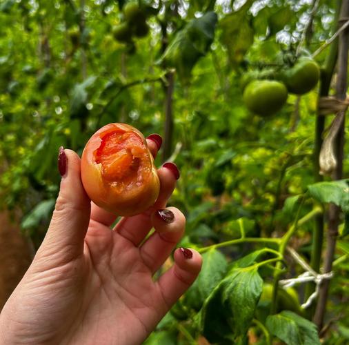 孕期频繁食用西红柿，对孕妇及胎儿健康有哪些潜在影响？-第3张图片-郑州医学网