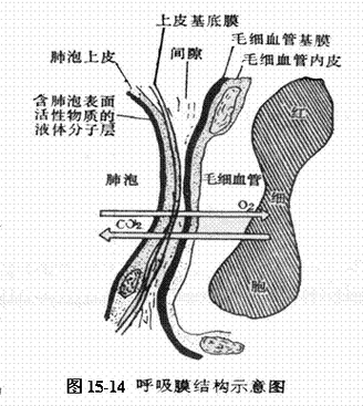 新生儿肺透明膜病的病因、临床表现及护理要点有哪些?-第3张图片-郑州医学网 新生儿肺透明膜病的病因、临床表现及护理要点有哪些?-第3张图片-郑州医学网