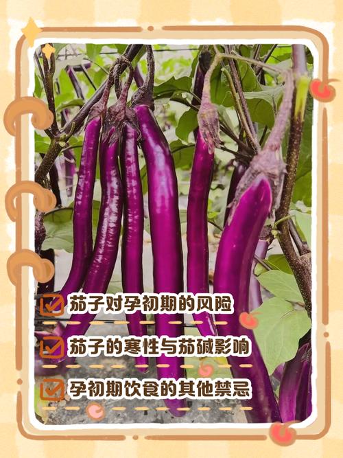 孕期吃茄子对孕妇和胎儿具体有哪些好处？有哪些注意事项？-第3张图片-郑州医学网