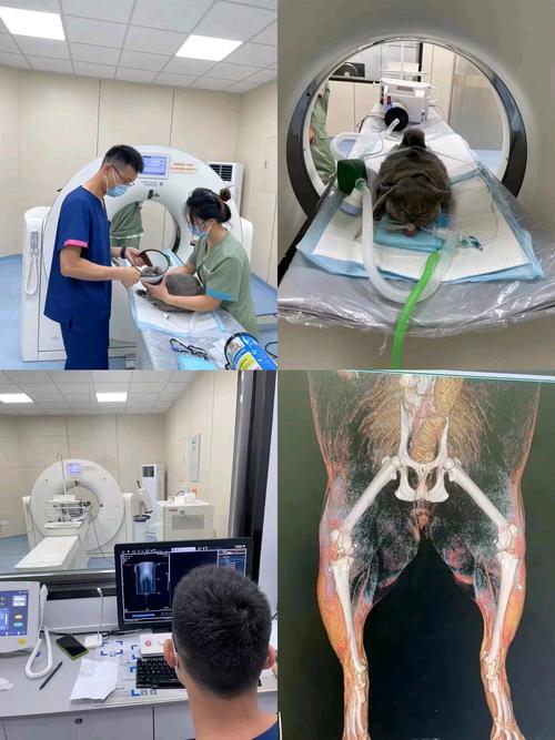 男生备孕期间做了CT，会影响精子质量及未来宝宝健康吗？-第1张图片-郑州医学网