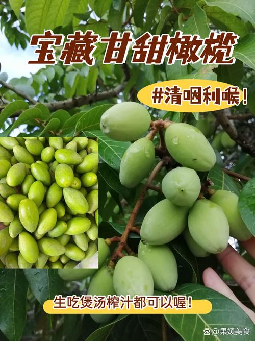 孕期吃橄榄会影响胎儿发育吗？有哪些科学依据支持或反对？-第3张图片-郑州医学网