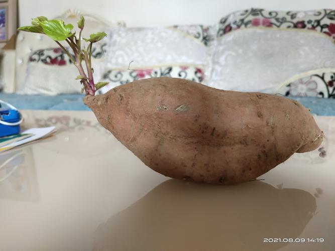 孕期想吃长芽红薯，到底能不能吃？发芽红薯孕期食用安全吗？-第3张图片-郑州医学网