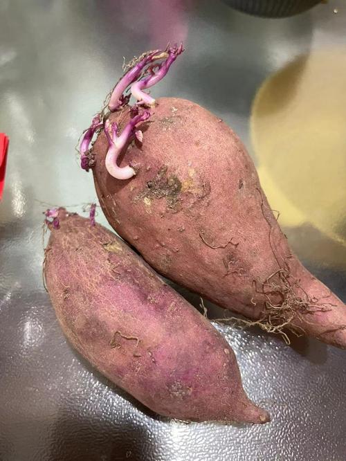 孕期想吃长芽红薯，到底能不能吃？发芽红薯孕期食用安全吗？-第2张图片-郑州医学网
