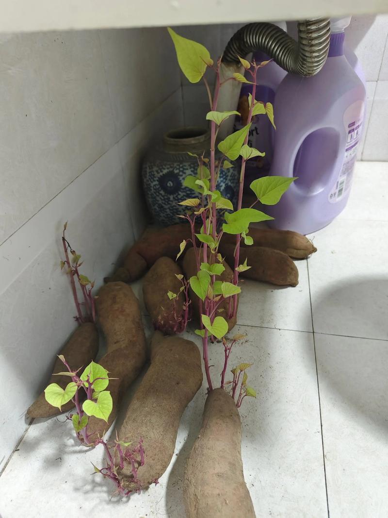 孕期想吃长芽红薯，到底能不能吃？发芽红薯孕期食用安全吗？-第1张图片-郑州医学网