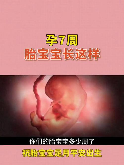 孕期七周胎儿发育标准是什么？头臀长、胎芽大小及器官发育关键指标有哪些？-第2张图片-郑州医学网