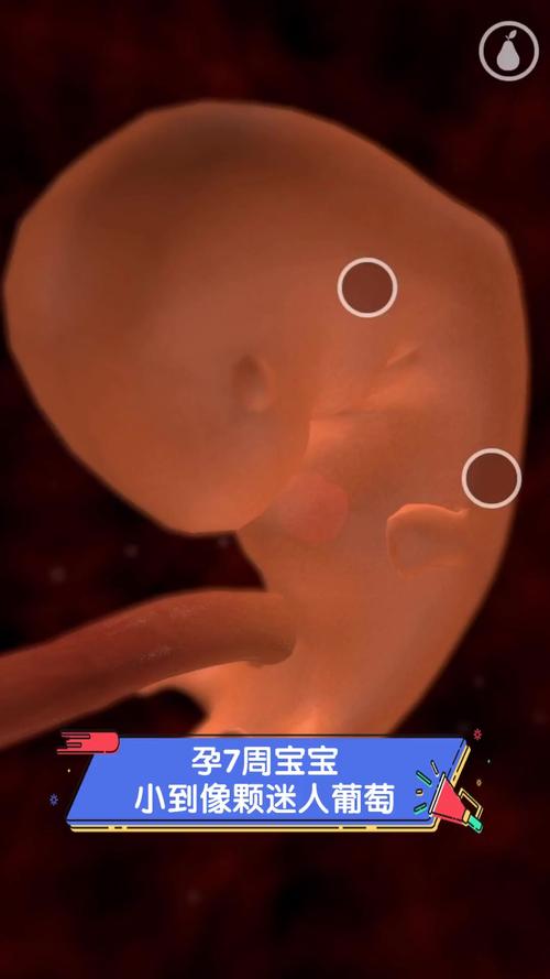 孕期七周胎儿发育标准是什么？头臀长、胎芽大小及器官发育关键指标有哪些？-第1张图片-郑州医学网